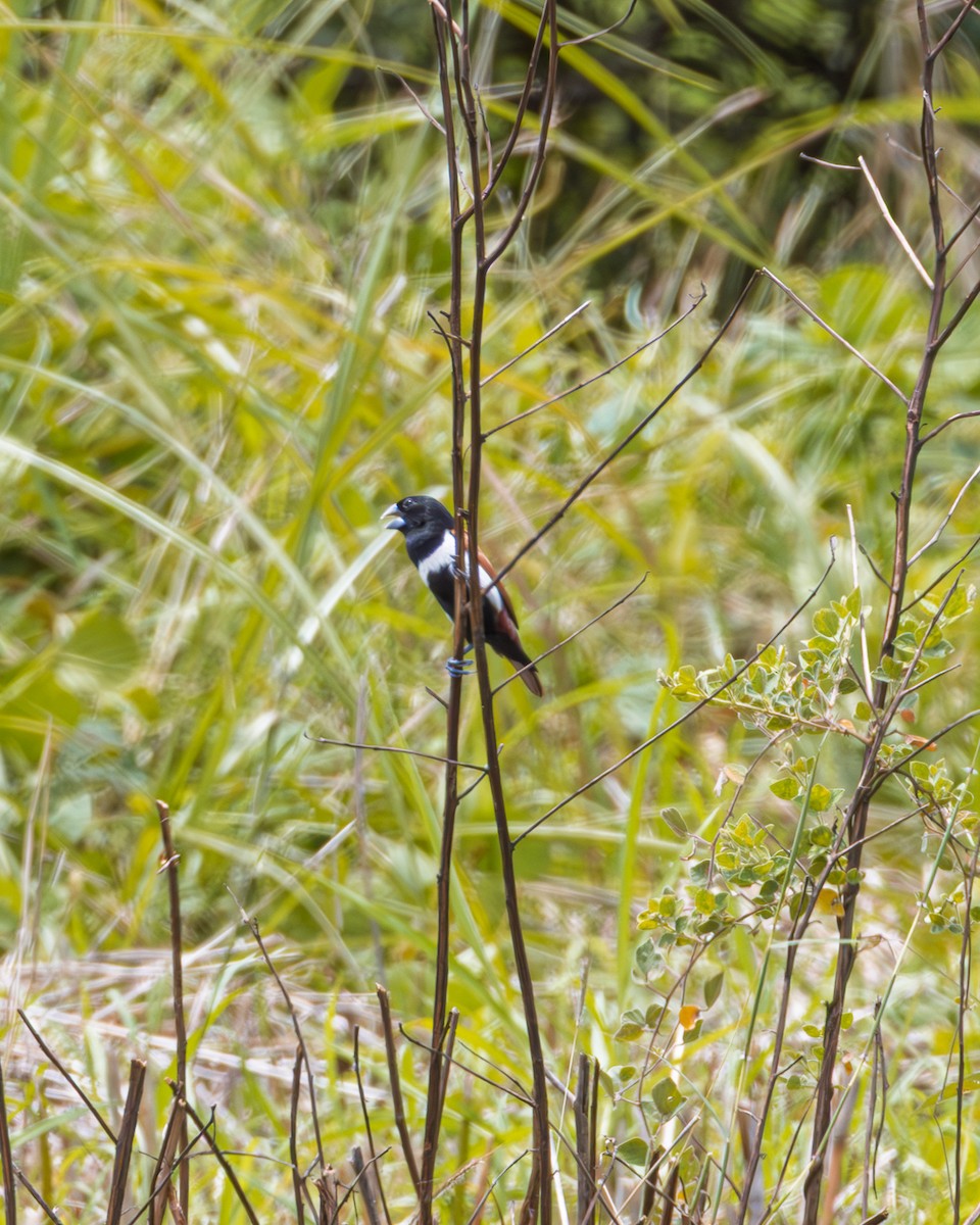 Tricolored Munia - ML643015896
