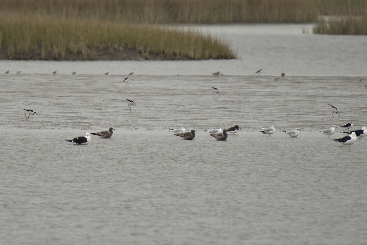 Olrog's Gull - ML643015897