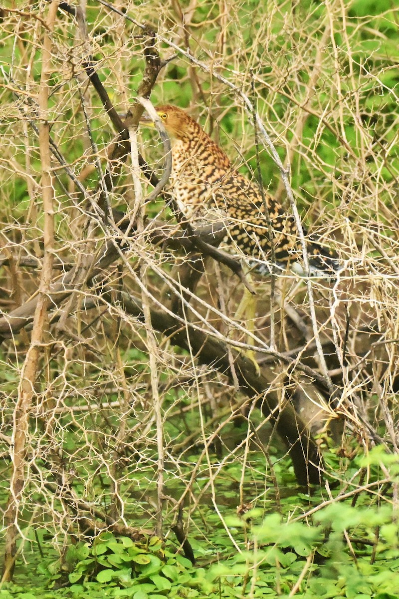 Rufescent Tiger-Heron - ML643015899