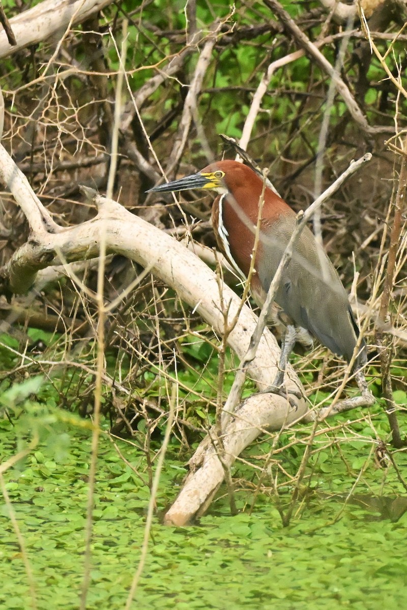 Rufescent Tiger-Heron - ML643015901