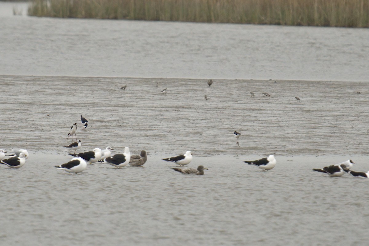 Two-banded Plover - ML643015920