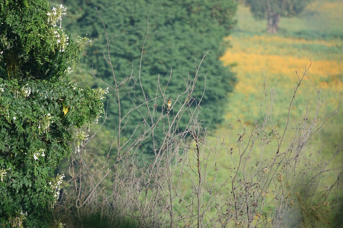 Coppersmith Barbet - ML643015925