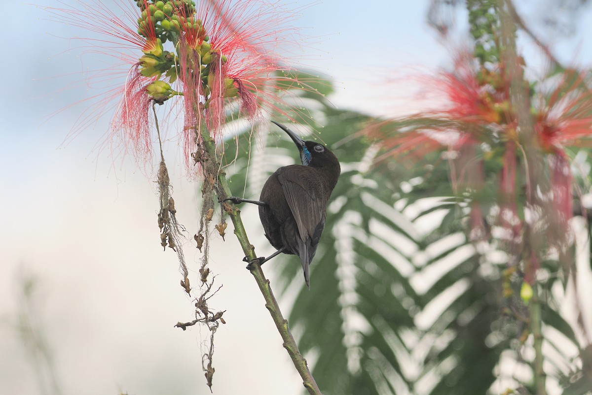 Blue-throated Brown Sunbird - ML643015935