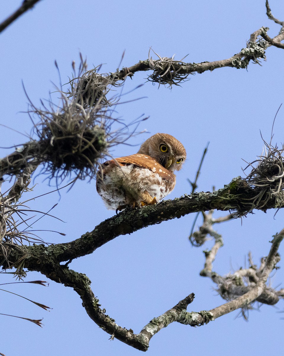 Ferruginous Pygmy-Owl - ML643015936