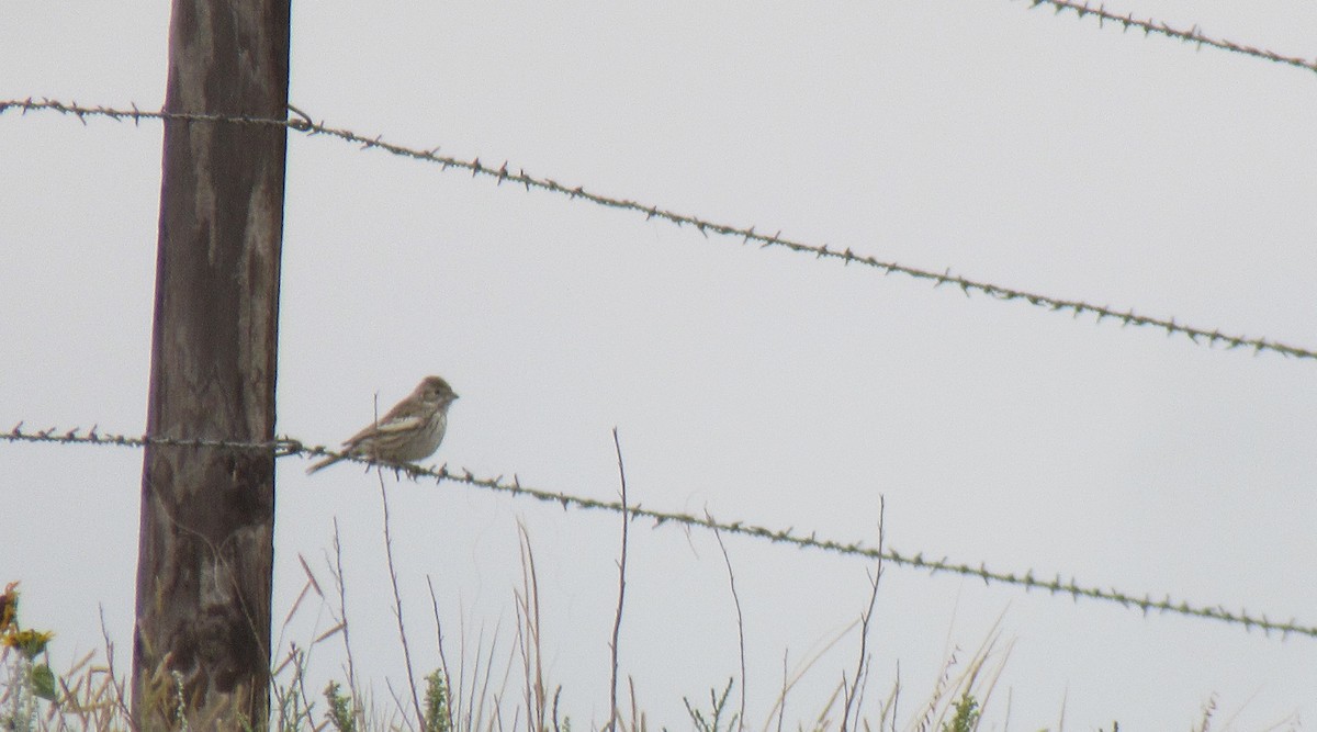 Lark Bunting - ML643015939