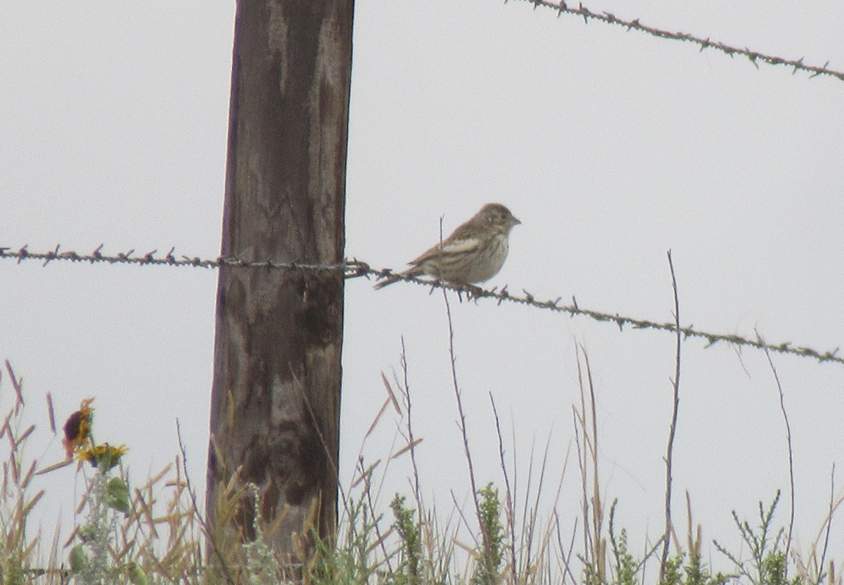 Lark Bunting - ML643015940