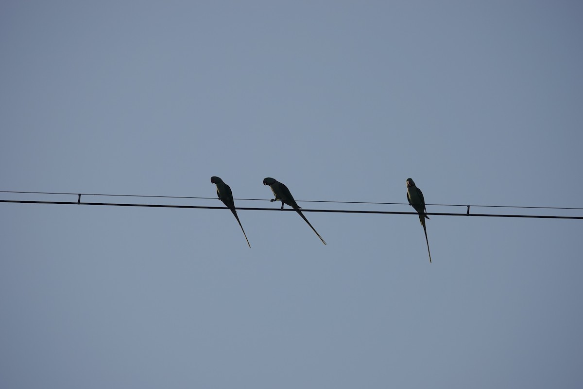Alexandrine Parakeet - ML643015942