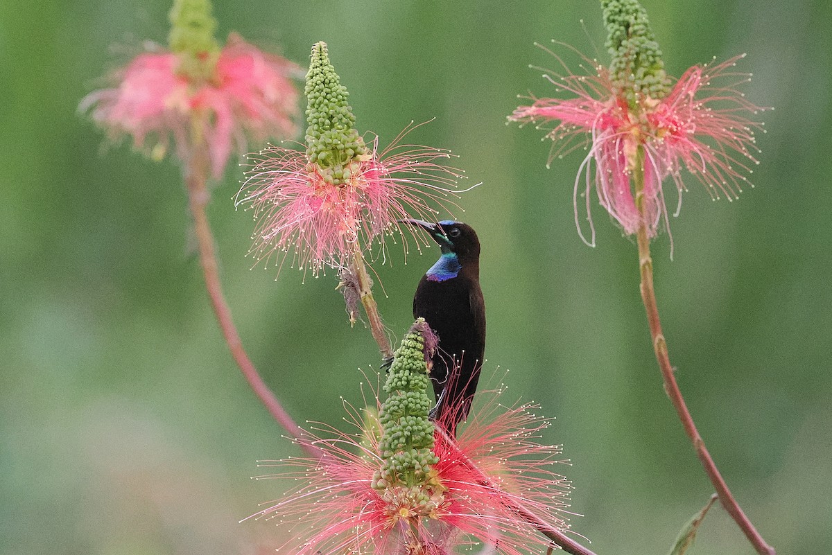 Green-throated Sunbird - ML643015949