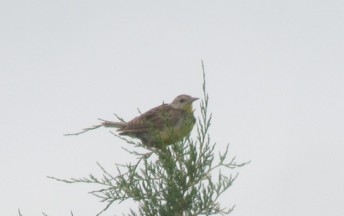 Western Meadowlark - ML643015950