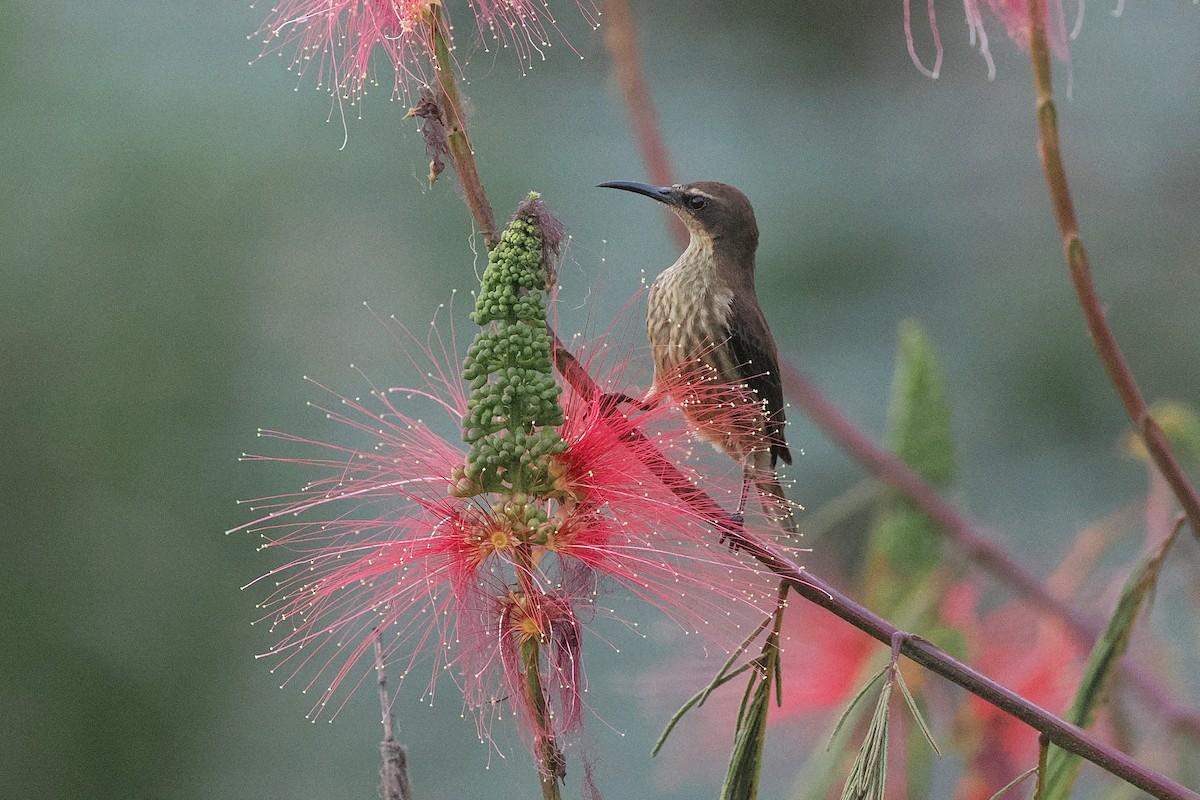 Olive-bellied Sunbird - ML643015958
