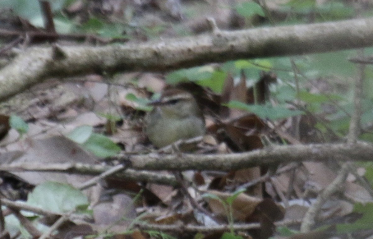 Swainson's Warbler - ML643015960