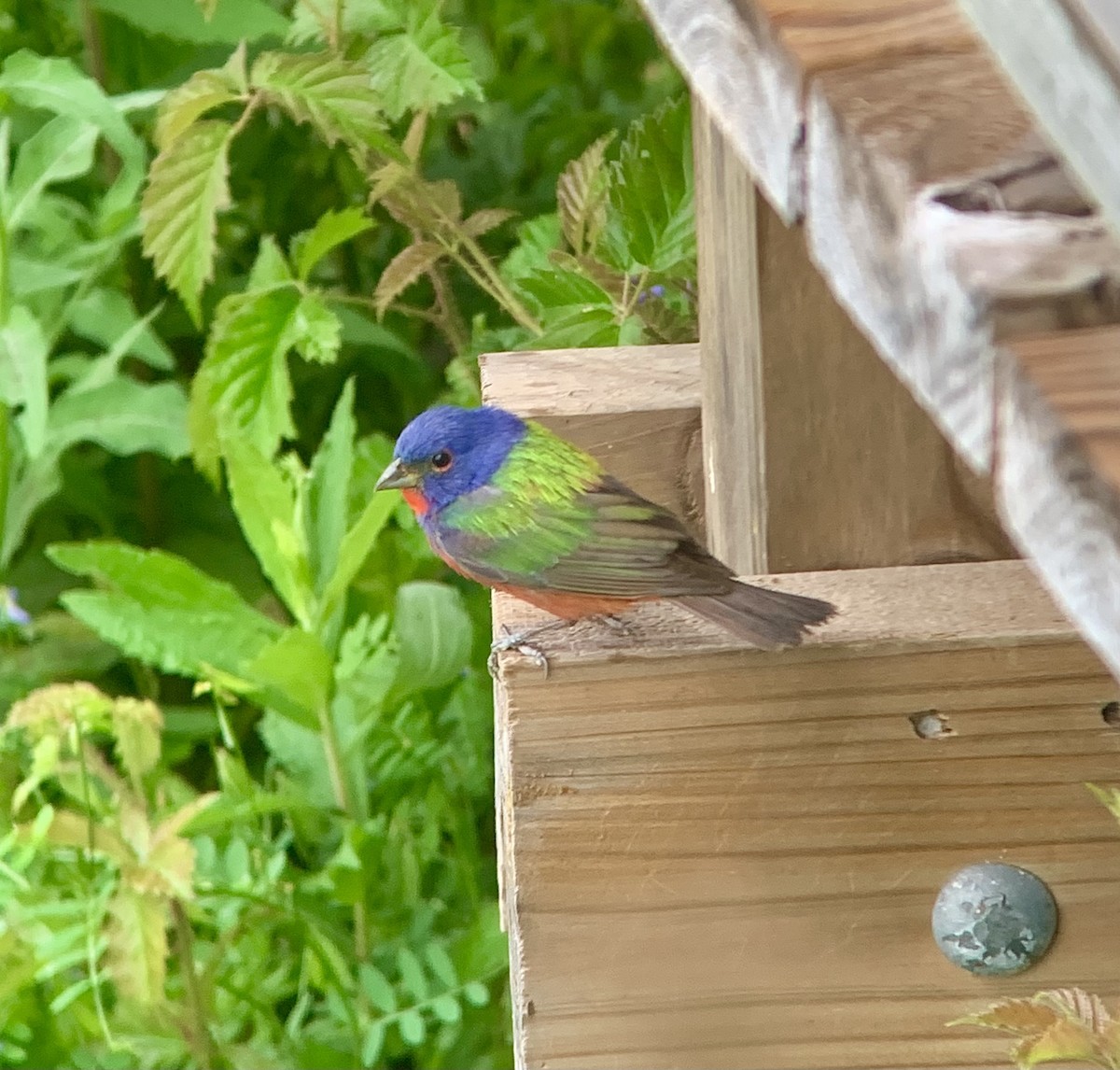 Painted Bunting - ML643015970