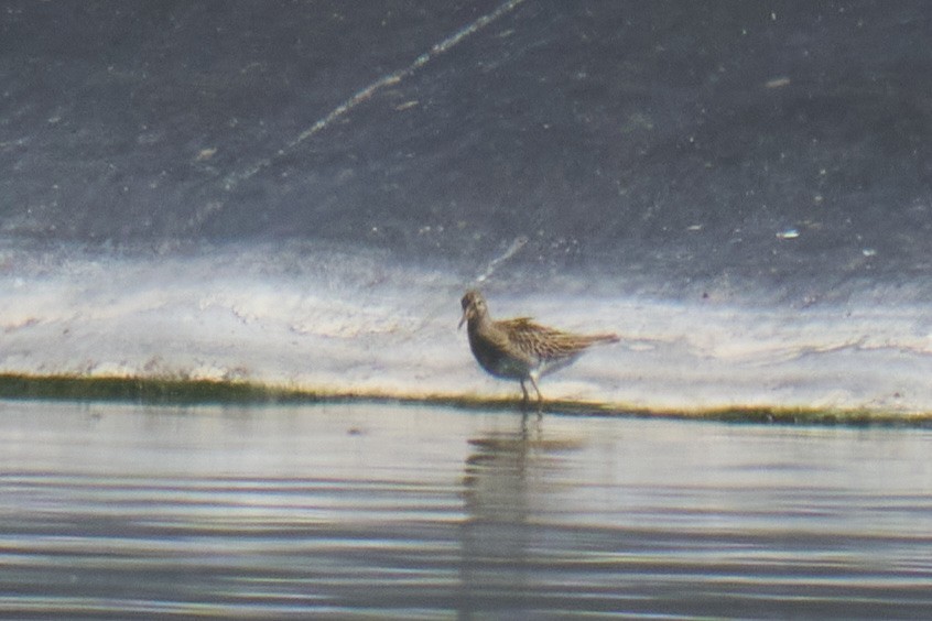 Pectoral Sandpiper - ML643015971