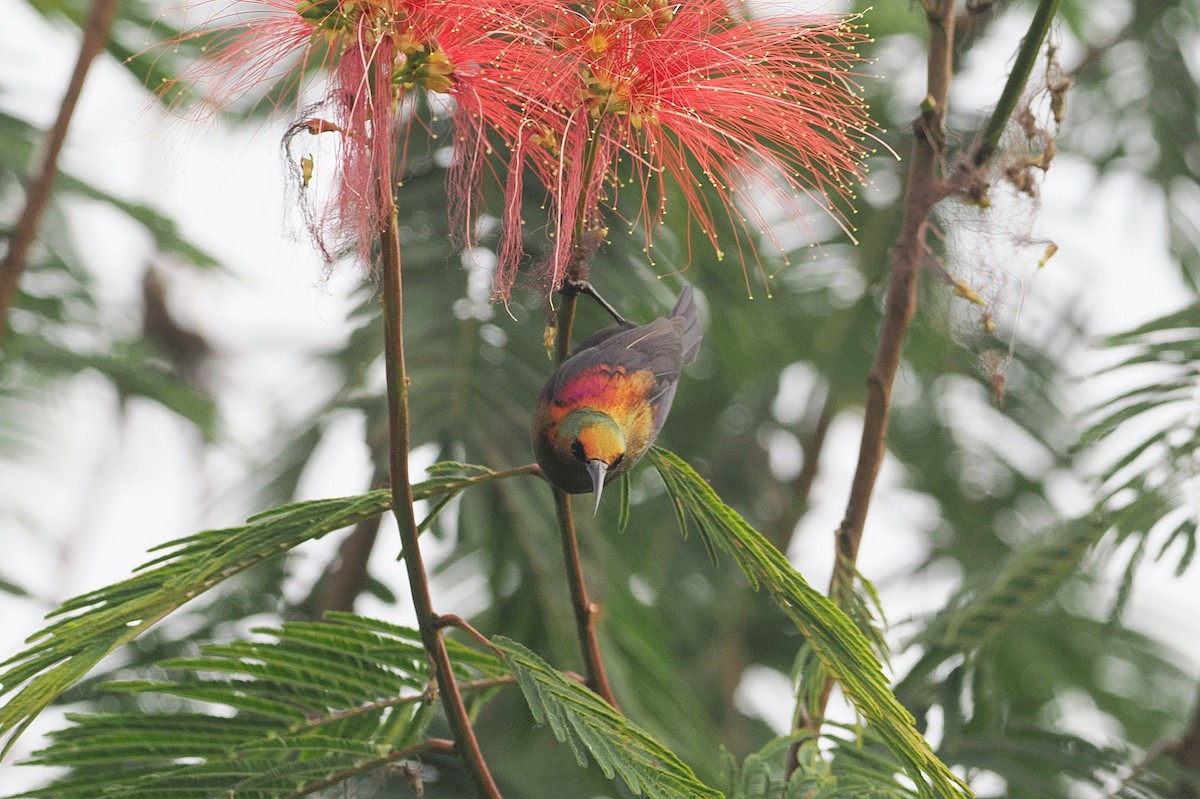 Copper Sunbird - ML643015972