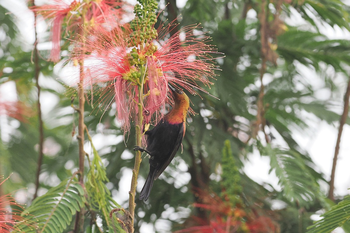 Copper Sunbird - ML643015973