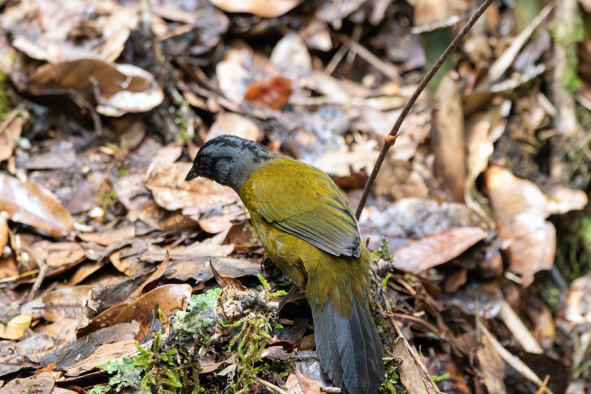 Large-footed Finch - ML643015991