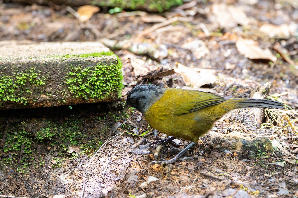 Large-footed Finch - ML643015992