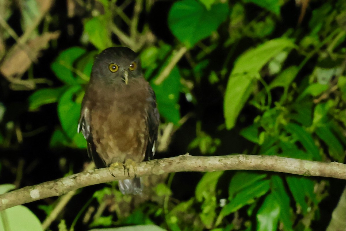 Papuan Boobook - ML643016016