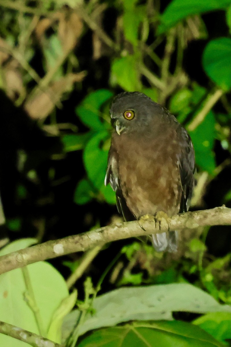 Papuan Boobook - ML643016017