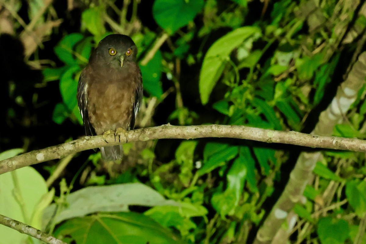 Papuan Boobook - ML643016018