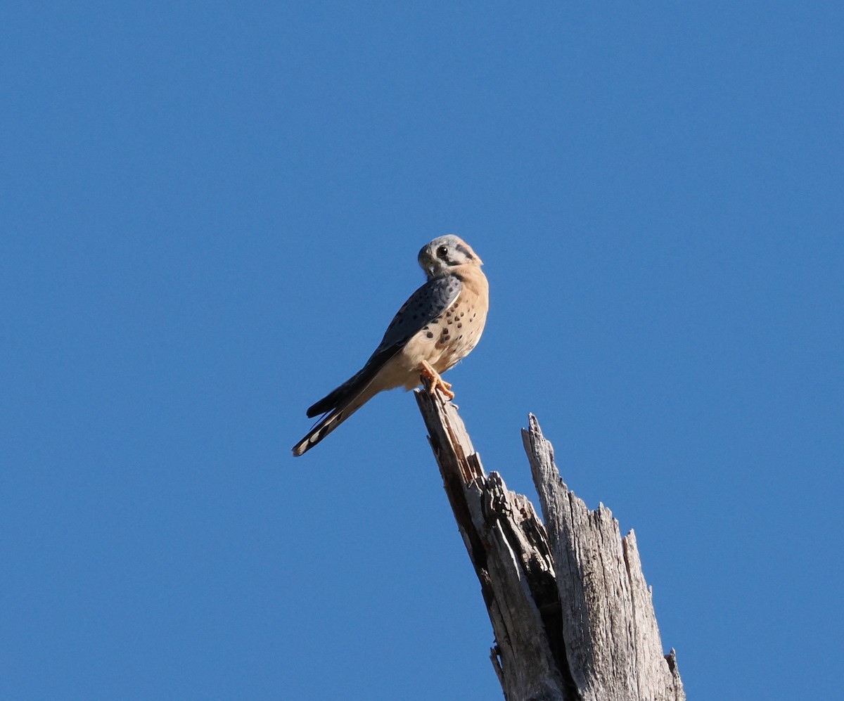 American Kestrel - ML643016027