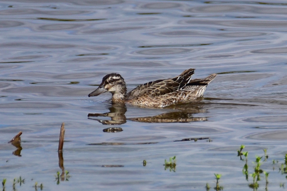 Garganey - ML643016084