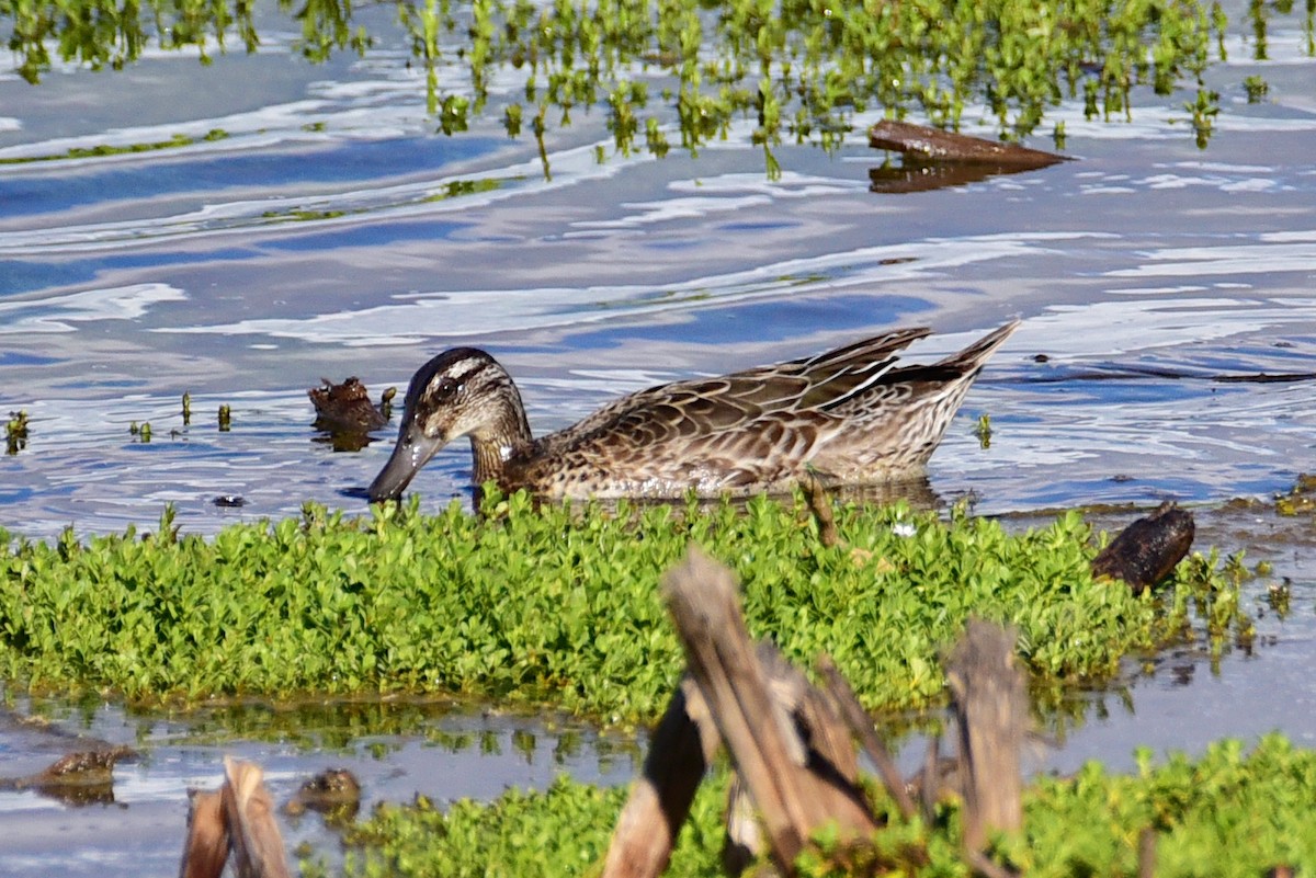 Garganey - ML643016085