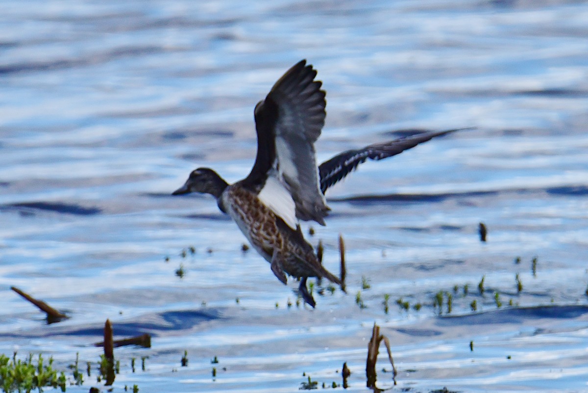 Garganey - ML643016086