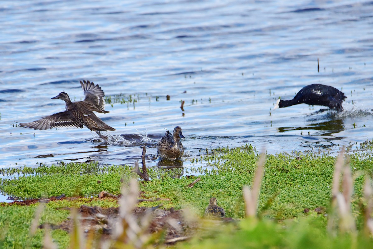 Garganey - ML643016088