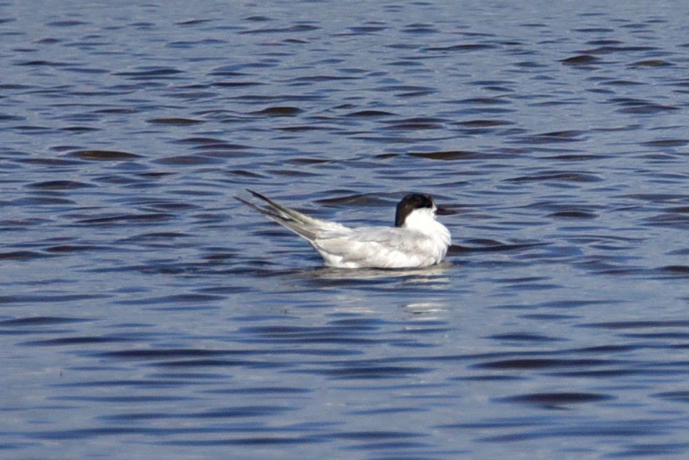Common Tern - ML643016096