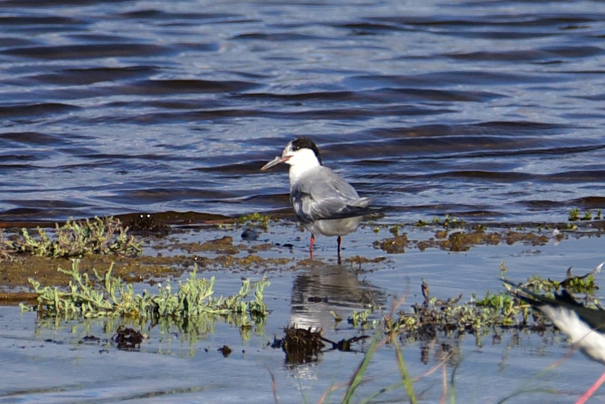 Common Tern - ML643016097