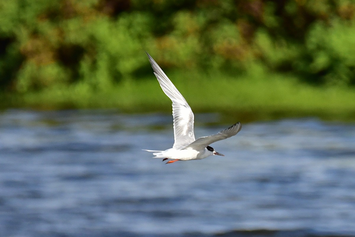 Common Tern - ML643016098
