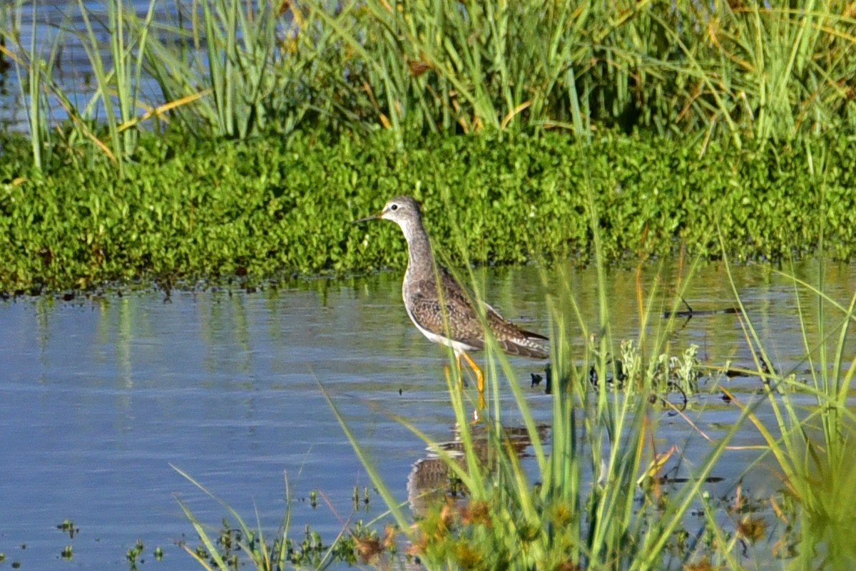 Lesser Yellowlegs - ML643016103