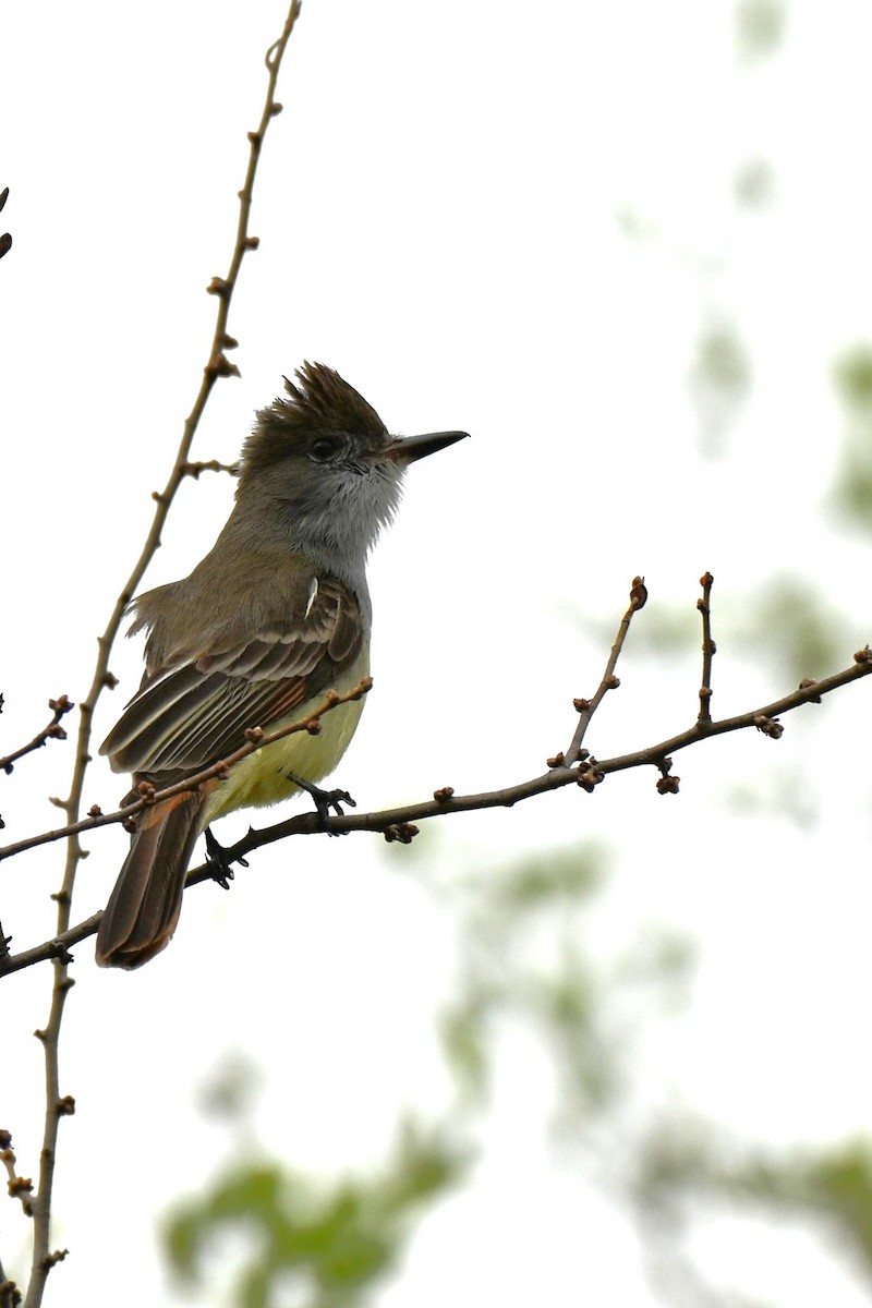 Brown-crested Flycatcher - ML643016106