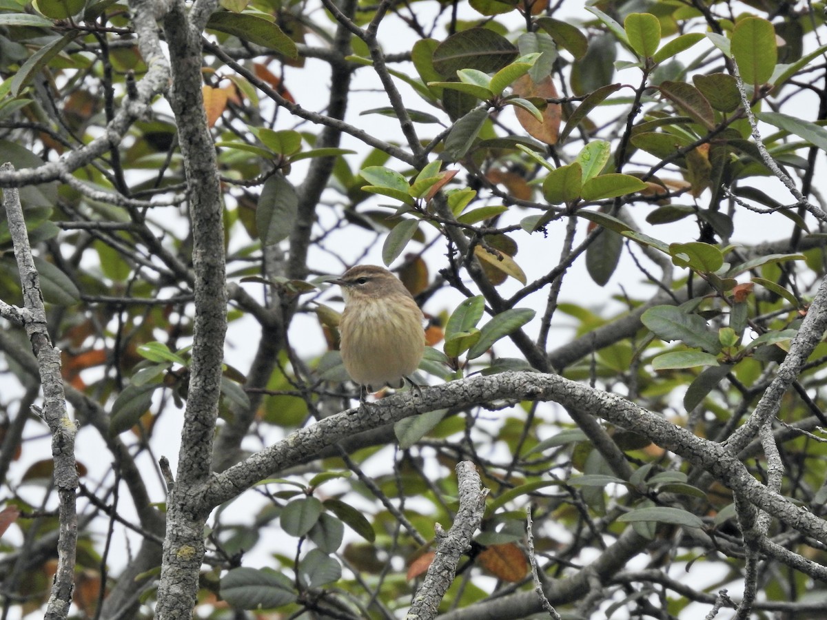 Palm Warbler - ML643016109