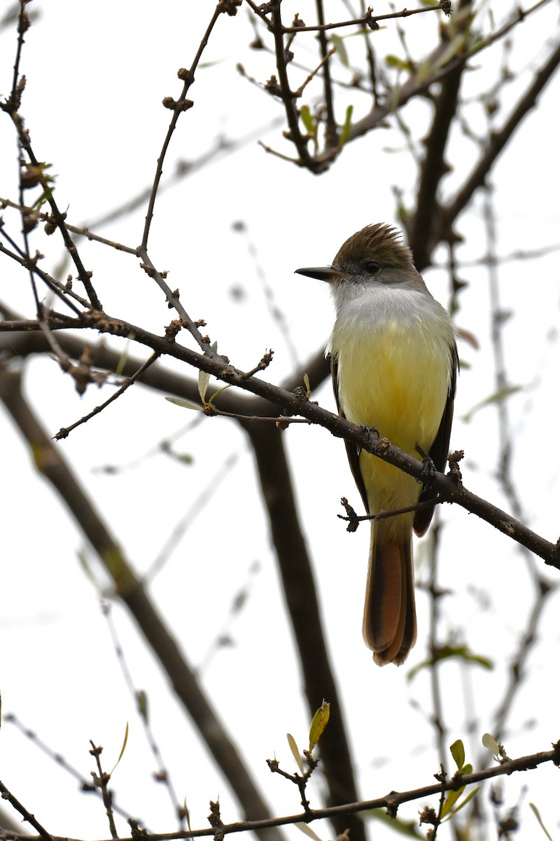 Brown-crested Flycatcher - ML643016136
