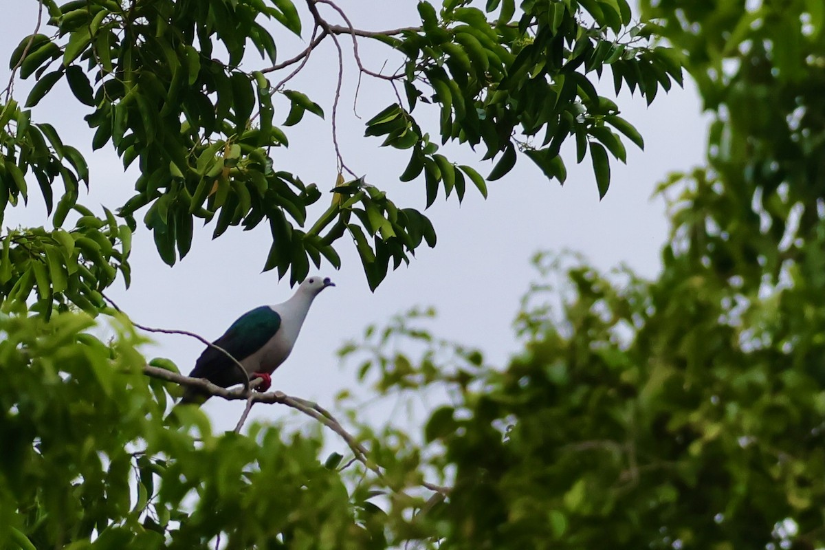 Spice Imperial-Pigeon - ML643016149