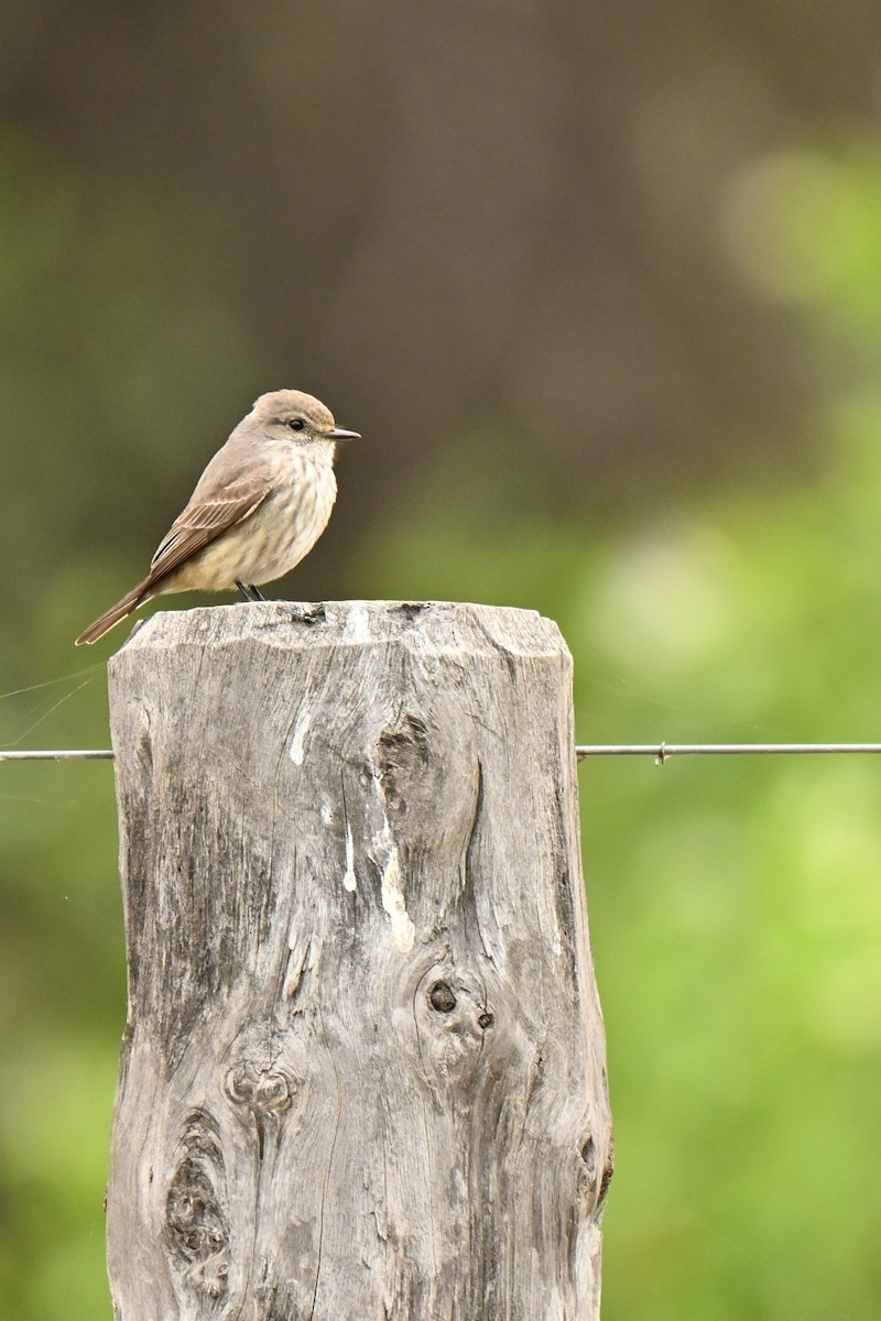 Vermilion Flycatcher - ML643016167