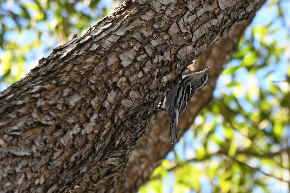 Black-and-white Warbler - ML643016171