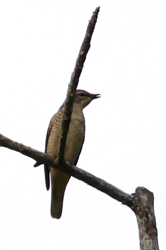 Sahul Cicadabird - ML643016172