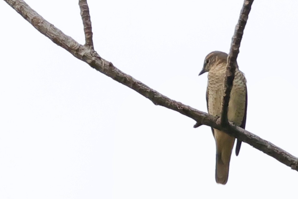 Sahul Cicadabird - ML643016173