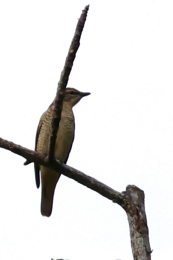 Sahul Cicadabird - ML643016174