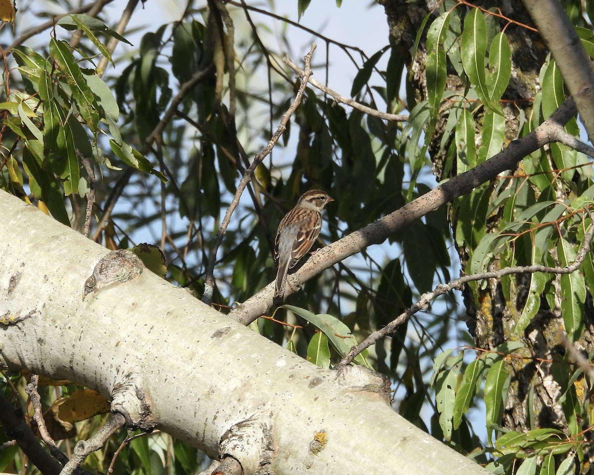 Chipping Sparrow - ML643016186