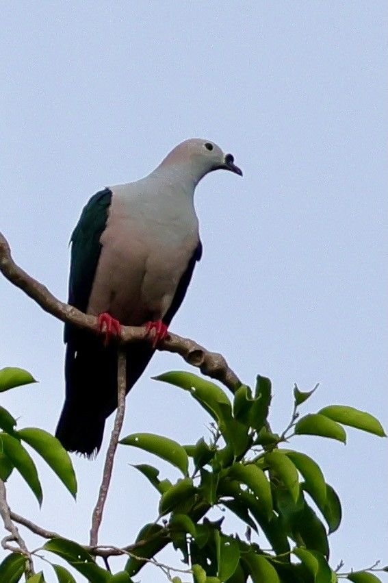 Spice Imperial-Pigeon - ML643016187