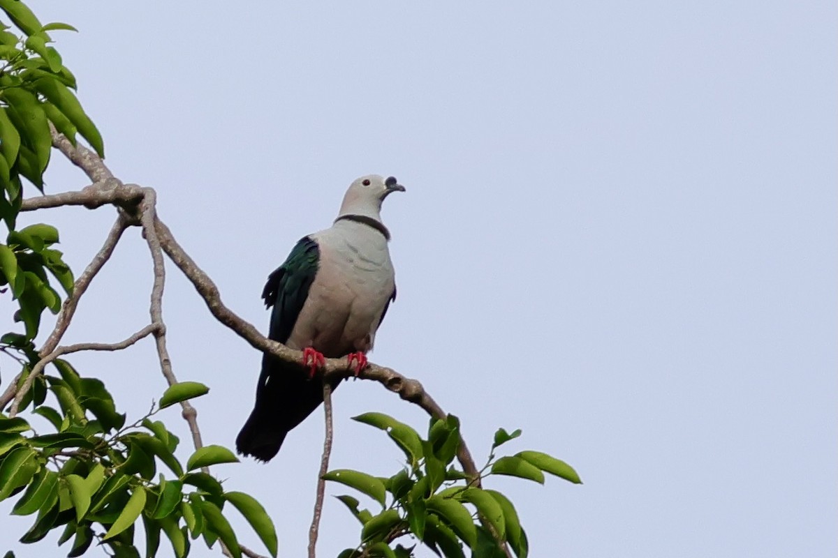 Spice Imperial-Pigeon - ML643016188