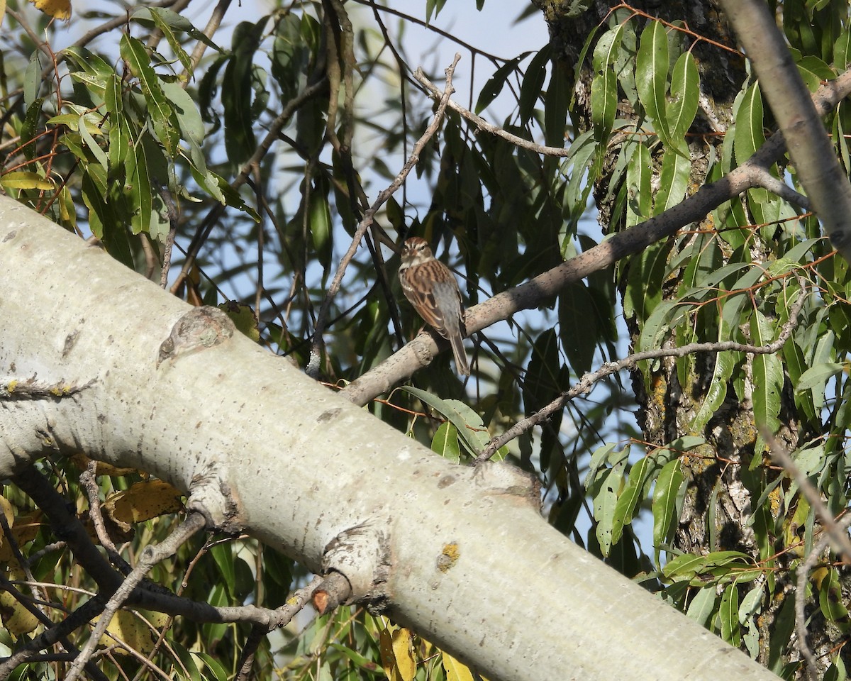 Chipping Sparrow - ML643016189