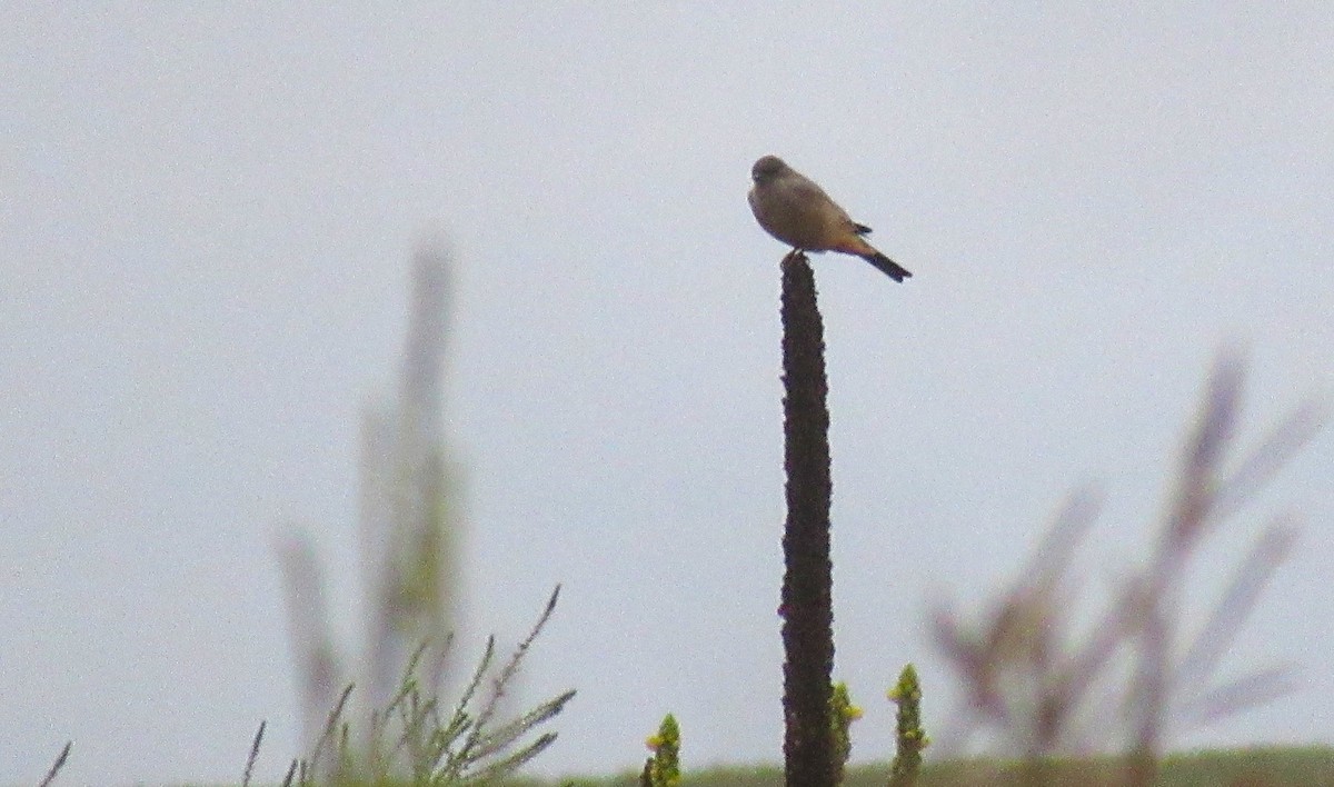 Say's Phoebe - ML643016195