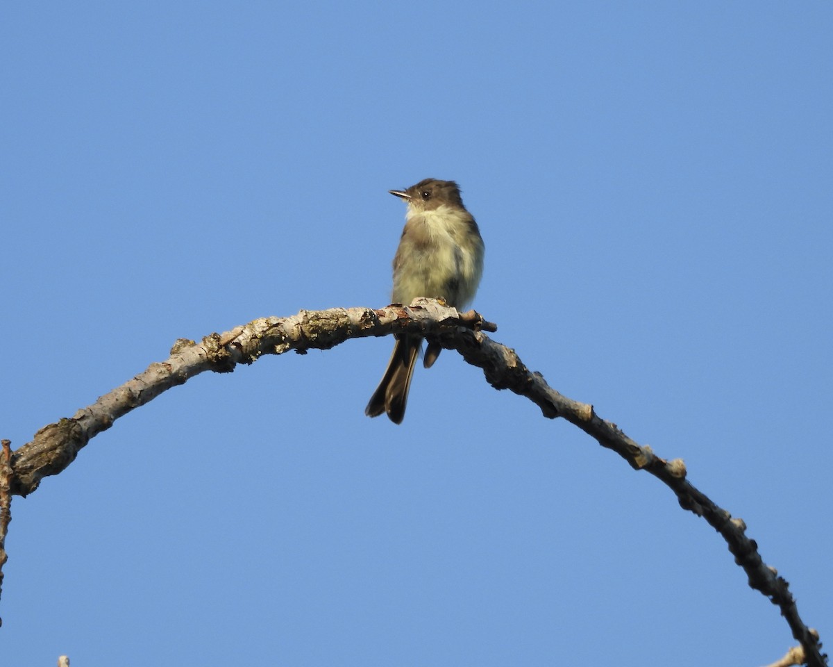 Eastern Phoebe - ML643016198