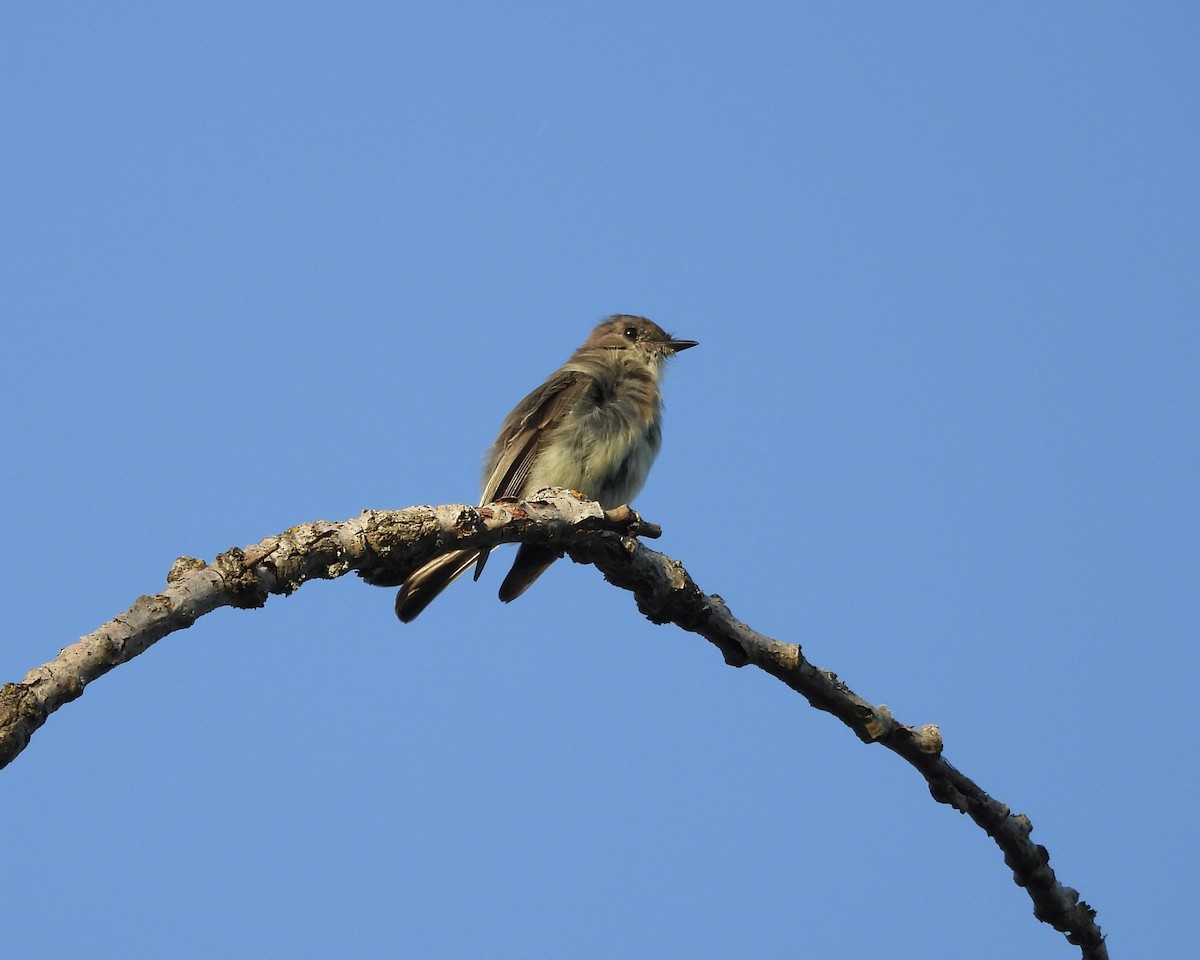 Eastern Phoebe - ML643016215