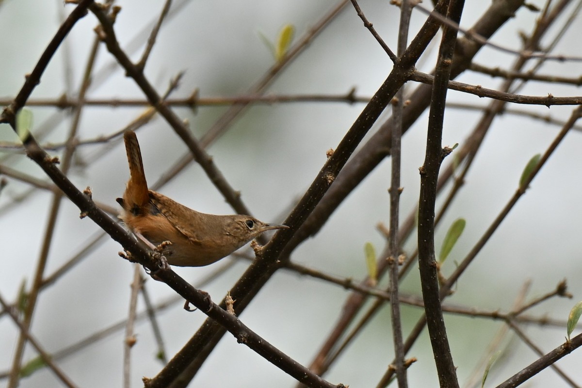 Southern House Wren - ML643016216